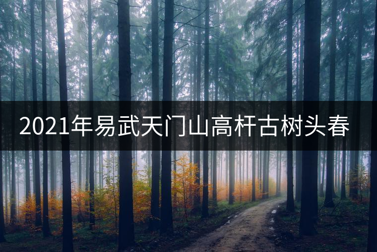 2021年易武天門山高桿古樹頭春多少錢一公斤？