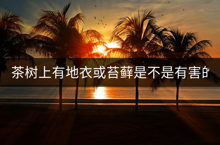 茶樹上有地衣或苔蘚是不是有害的？