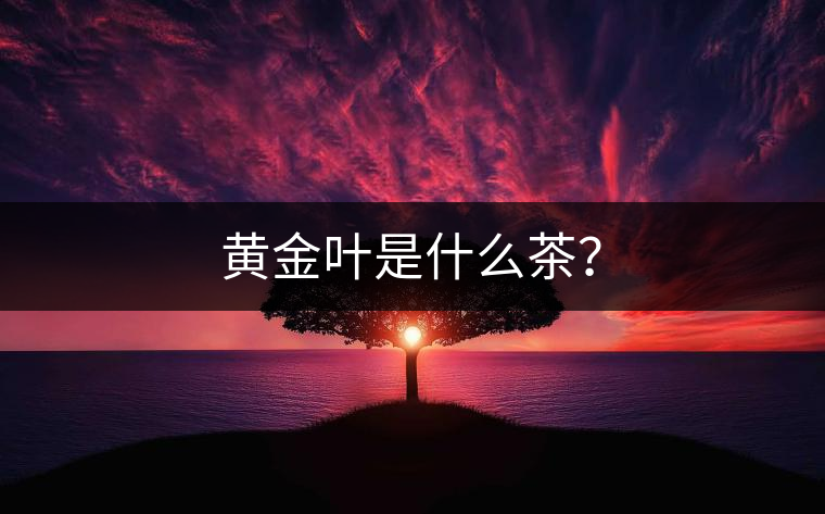 黃金葉是什么茶？