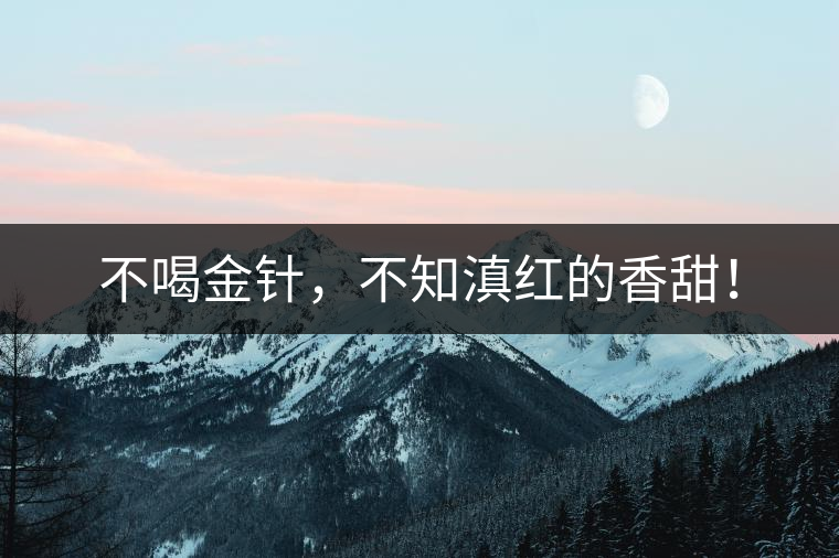 不喝金針，不知滇紅的香甜！