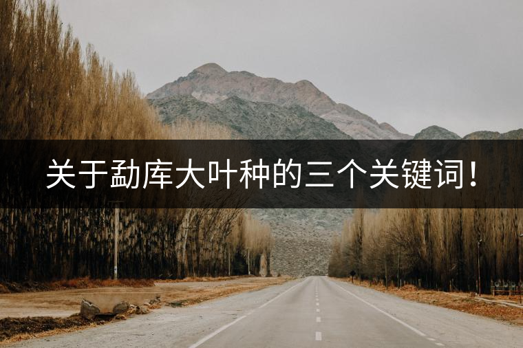 關(guān)于勐庫大葉種的三個關(guān)鍵詞！