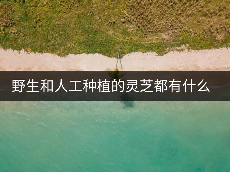 野生和人工種植的靈芝都有什么區(qū)別？