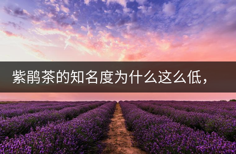 紫鵑茶的知名度為什么這么低，適合做成生茶還是熟茶？