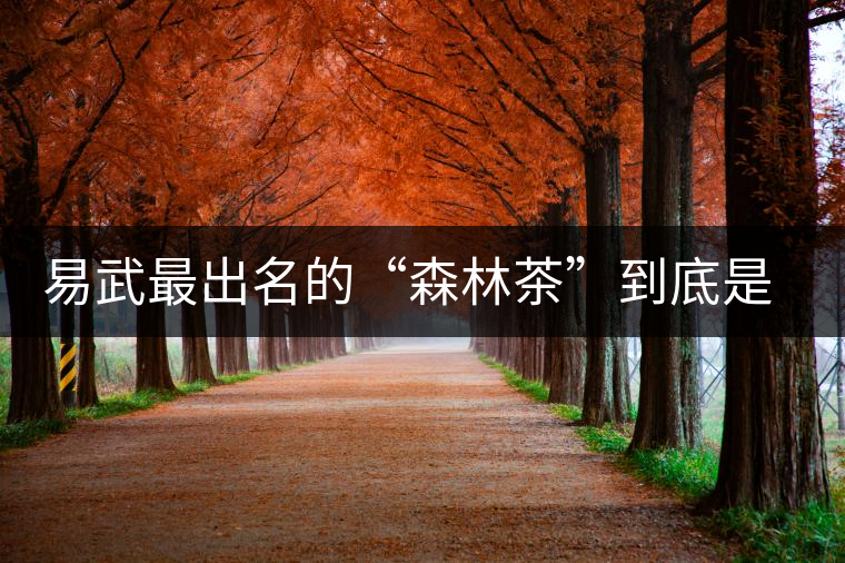 易武最出名的“森林茶”到底是什么茶？