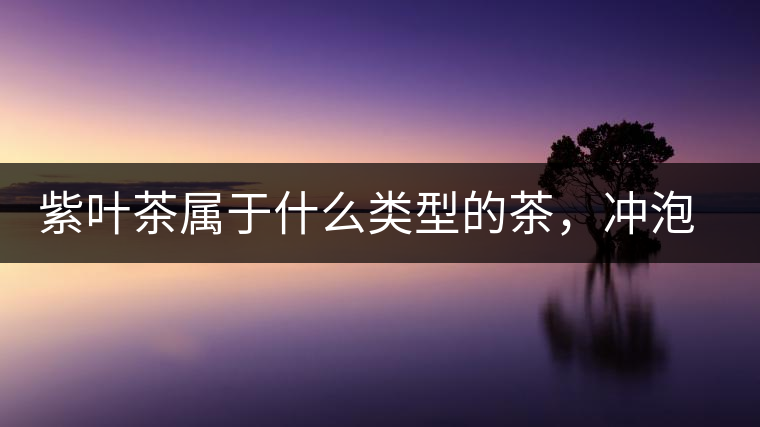 紫葉茶屬于什么類型的茶，沖泡需要注意什么？