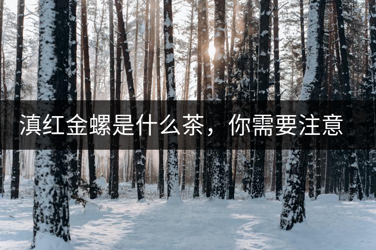 滇紅金螺是什么茶，你需要注意沖泡技巧