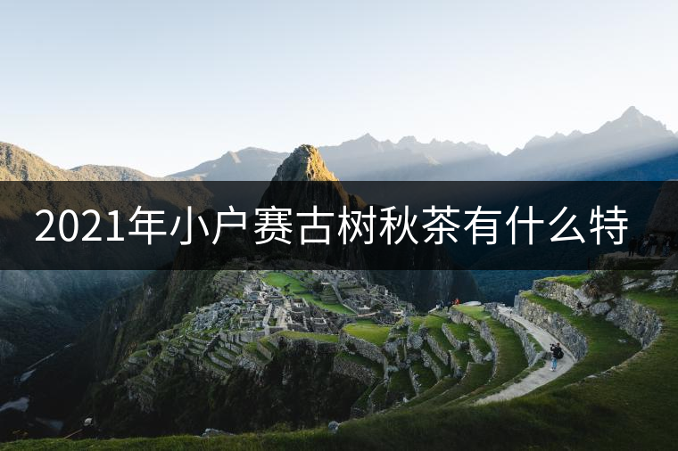 2021年小戶賽古樹秋茶有什么特點？