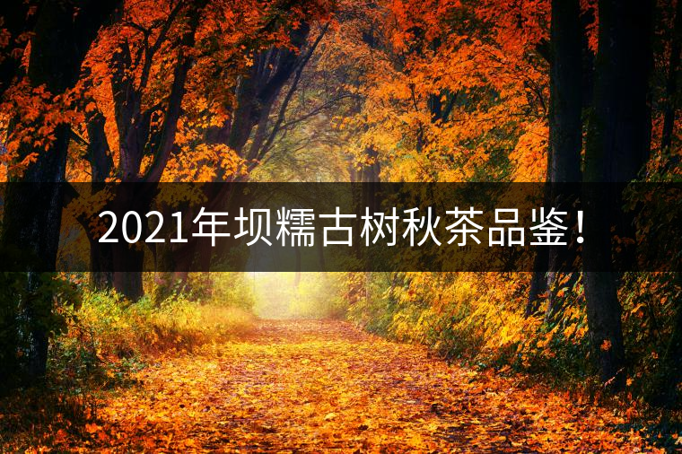 2021年壩糯古樹秋茶品鑒！