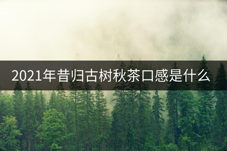 2021年昔歸古樹秋茶口感是什么？