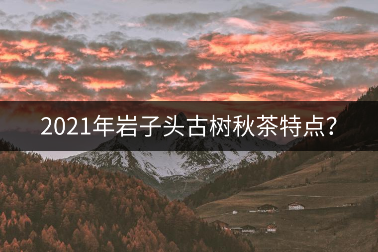 2021年巖子頭古樹秋茶特點(diǎn)？