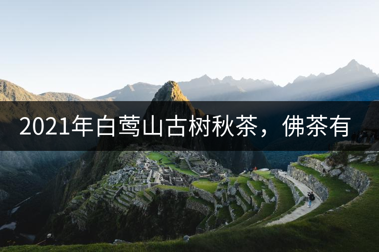 2021年白鶯山古樹秋茶，佛茶有什么魅力？