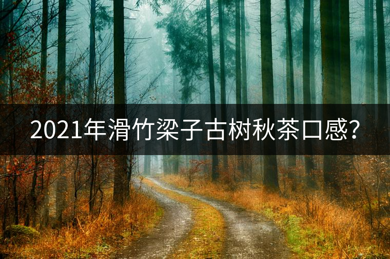 2021年滑竹梁子古樹秋茶口感？
