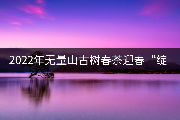 2022年無量山古樹春茶迎春“綻放”！