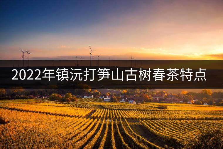 2022年鎮(zhèn)沅打筍山古樹春茶特點(diǎn)？