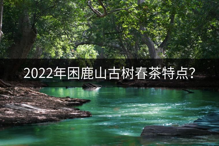 2022年困鹿山古樹春茶特點？