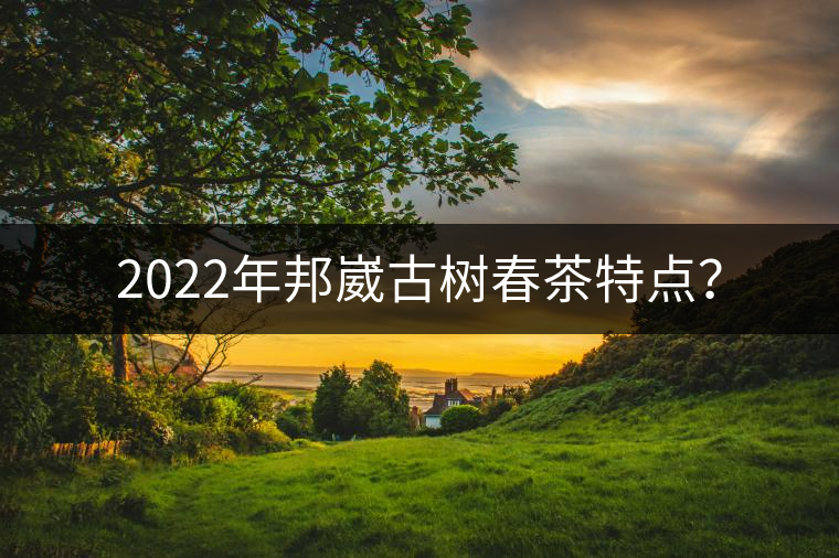 2022年邦崴古樹(shù)春茶特點(diǎn)？