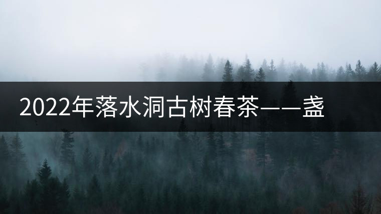 2022年落水洞古樹春茶——盞盛琥珀光，柔甜入人心