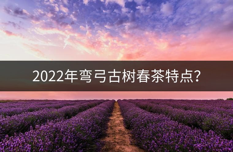 2022年彎弓古樹春茶特點？