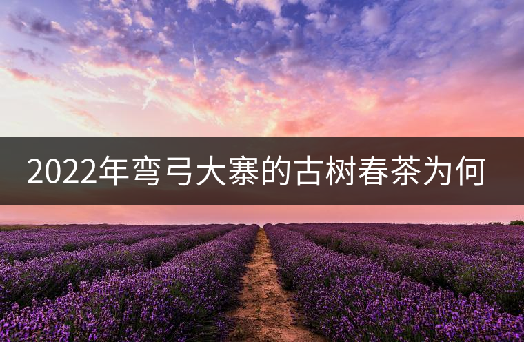 2022年彎弓大寨的古樹(shù)春茶為何如此之珍貴？