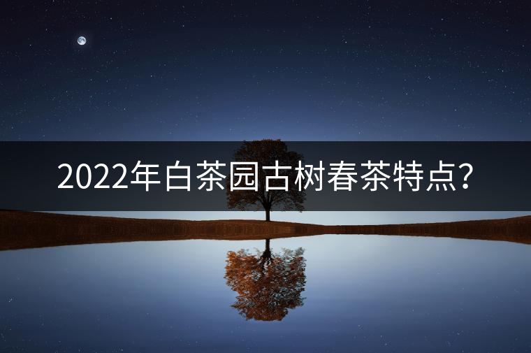2022年白茶園古樹(shù)春茶特點(diǎn)？