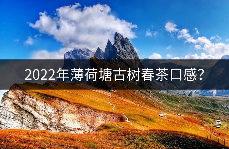 2022年薄荷塘古樹春茶口感？