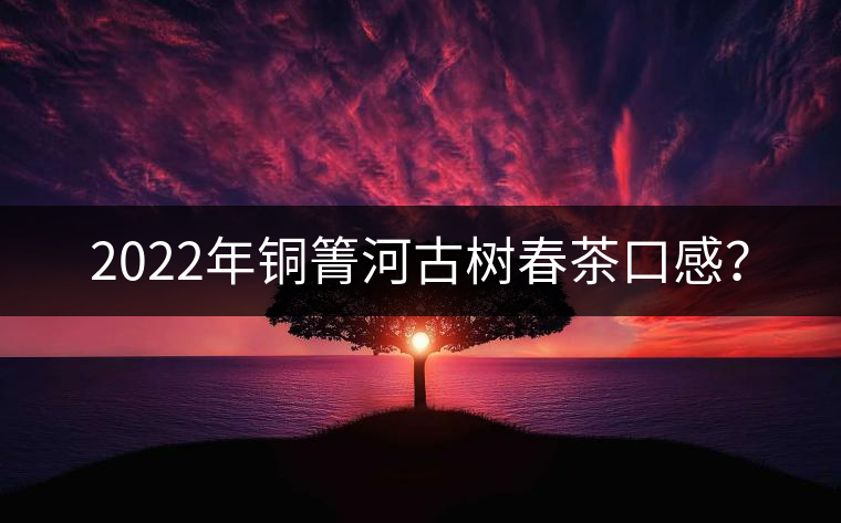 2022年銅箐河古樹春茶口感？