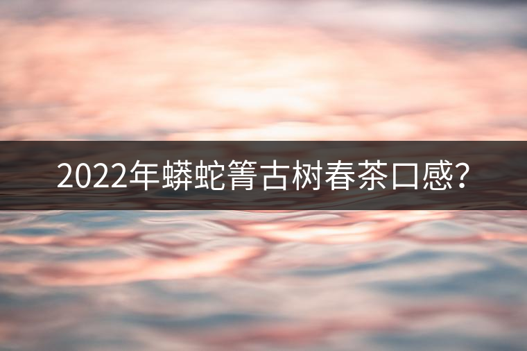 2022年蟒蛇箐古樹春茶口感？