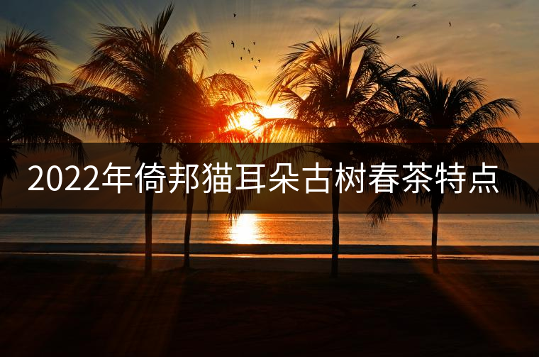 2022年倚邦貓耳朵古樹春茶特點？