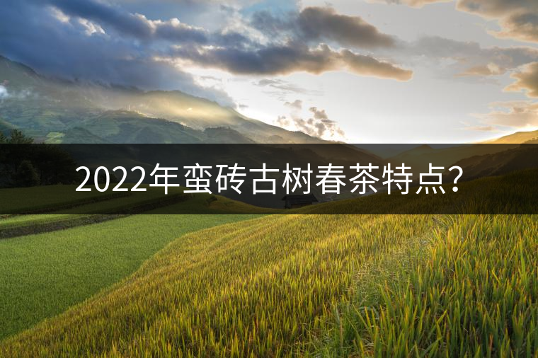 2022年蠻磚古樹春茶特點(diǎn)？
