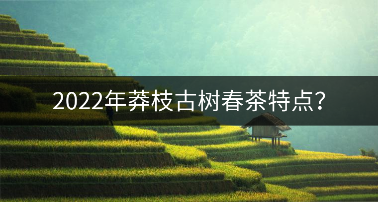 2022年莽枝古樹春茶特點(diǎn)？