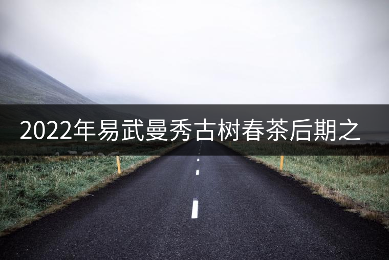 2022年易武曼秀古樹春茶后期之秀口感？