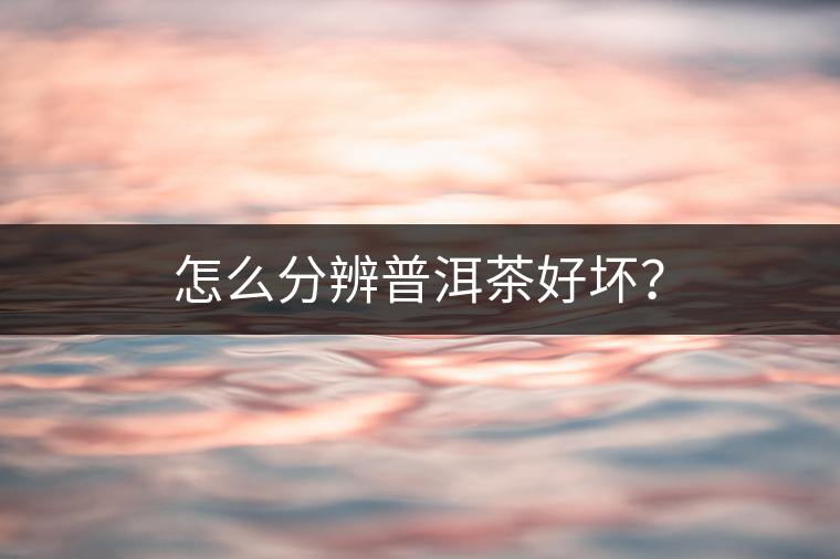 怎么分辨普洱茶好壞？