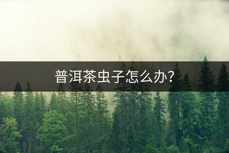 普洱茶蟲(chóng)子怎么辦? 普洱茶蟲(chóng)子怎么辦?