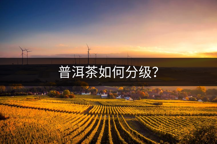 普洱茶如何分級(jí)？