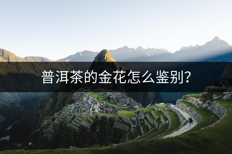 普洱茶的金花怎么鑒別？
