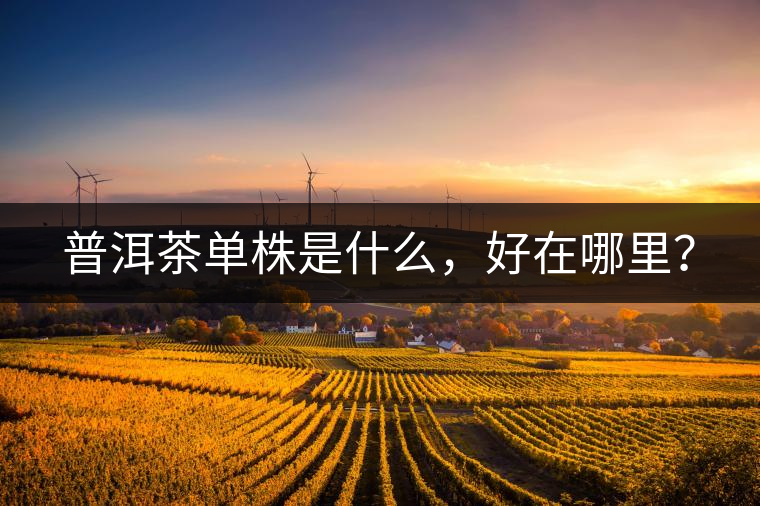 普洱茶單株是什么，好在哪里？