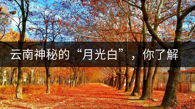 云南神秘的“月光白”，你了解多少？