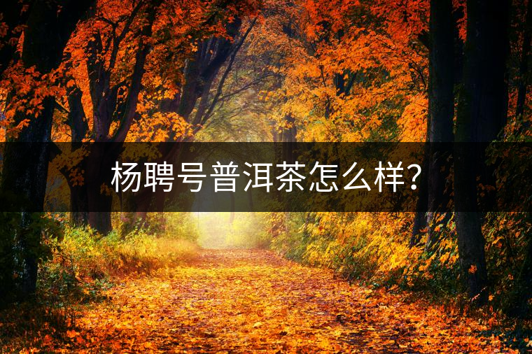 楊聘號普洱茶怎么樣？