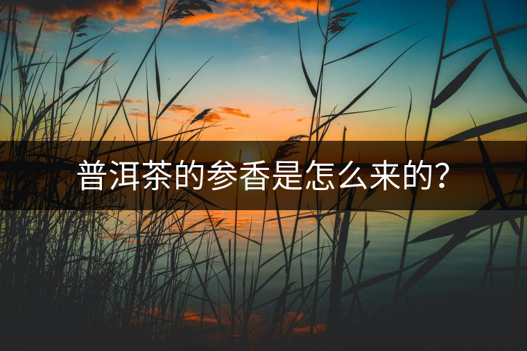 普洱茶的參香是怎么來的？