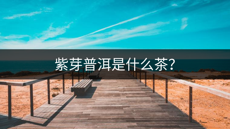 紫芽普洱是什么茶？
