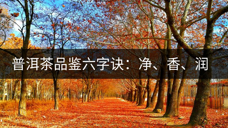 普洱茶品鑒六字訣：凈、香、潤、厚、甘、甜，帶你體驗普洱的魅力