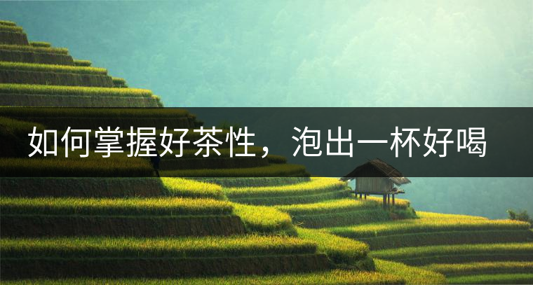 如何掌握好茶性，泡出一杯好喝的普洱熟茶？