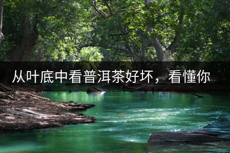 從葉底中看普洱茶好壞，看懂你就是真正的茶界高手！