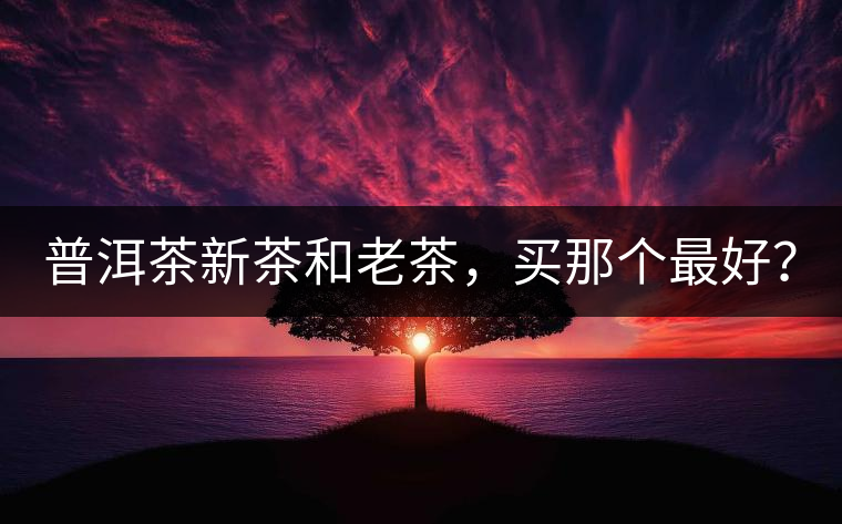 普洱茶新茶和老茶，買那個最好？