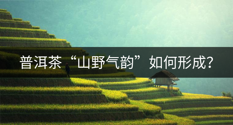 普洱茶“山野氣韻”如何形成？