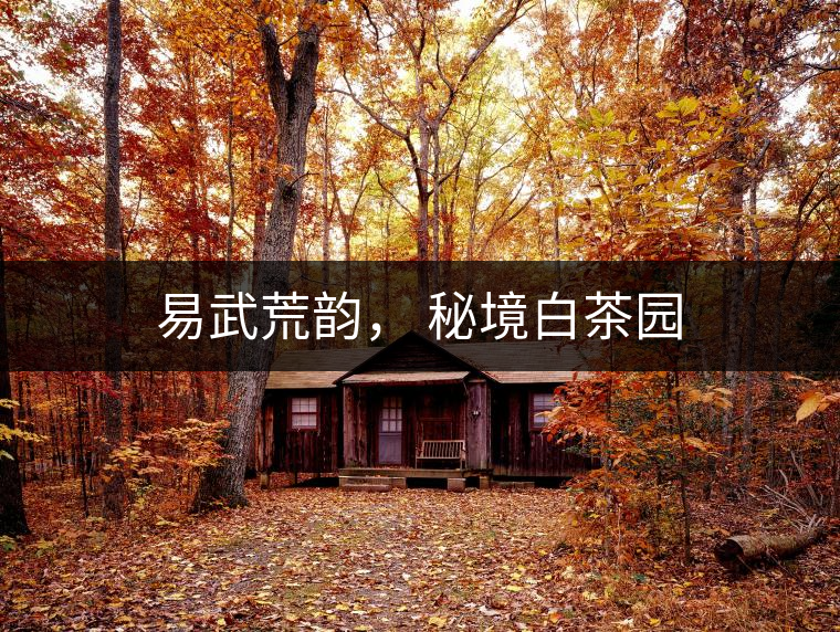 易武荒韻， 秘境白茶園