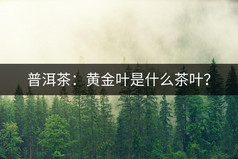 普洱茶：黃金葉是什么茶葉？