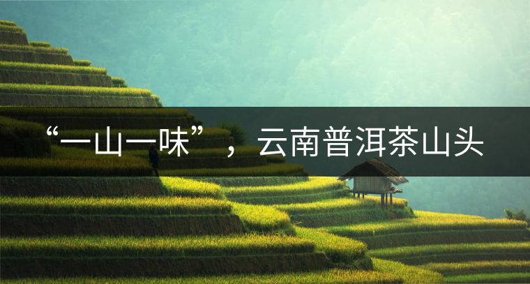 “一山一味”，云南普洱茶山頭茶的真實意義！
