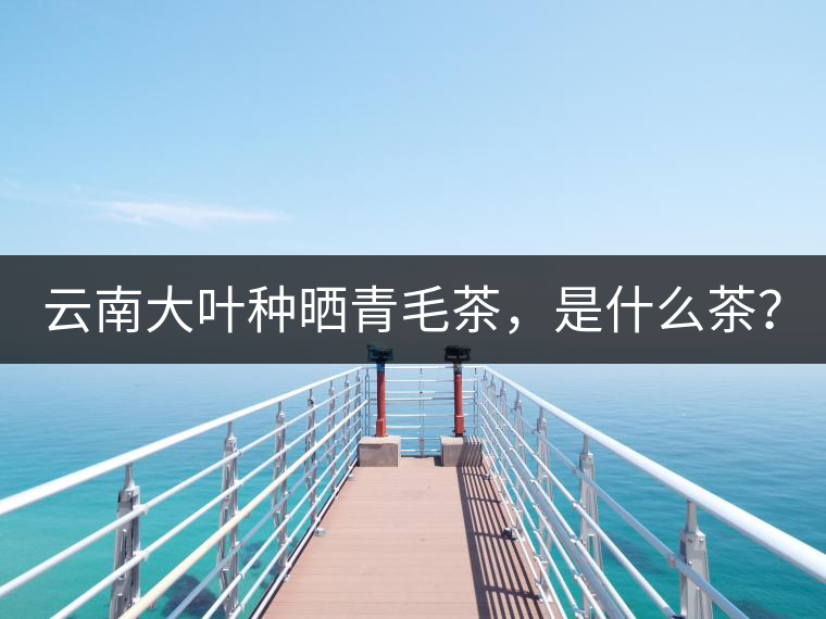 云南大葉種曬青毛茶，是什么茶？
