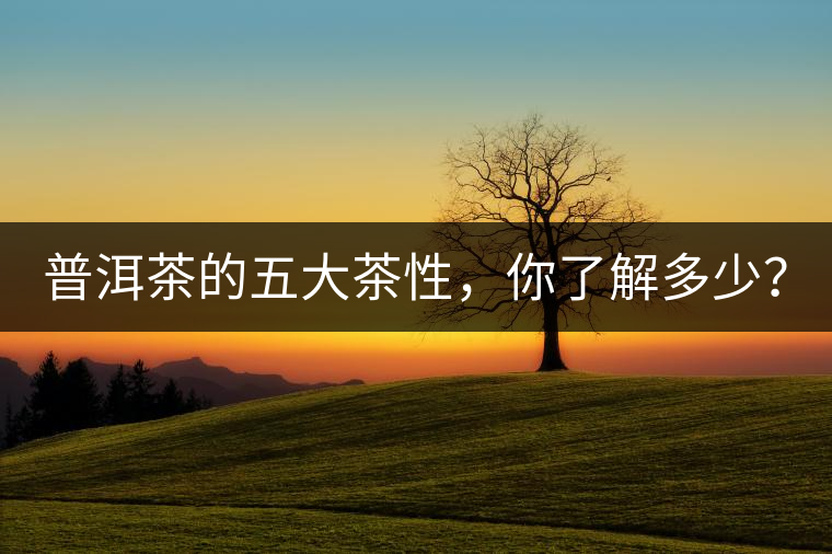 普洱茶的五大茶性，你了解多少？
